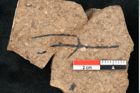 Foto (Detailansicht) von Cupressites freneloides Ettingshausen (NHMW-GEO-2024-0188-8231)